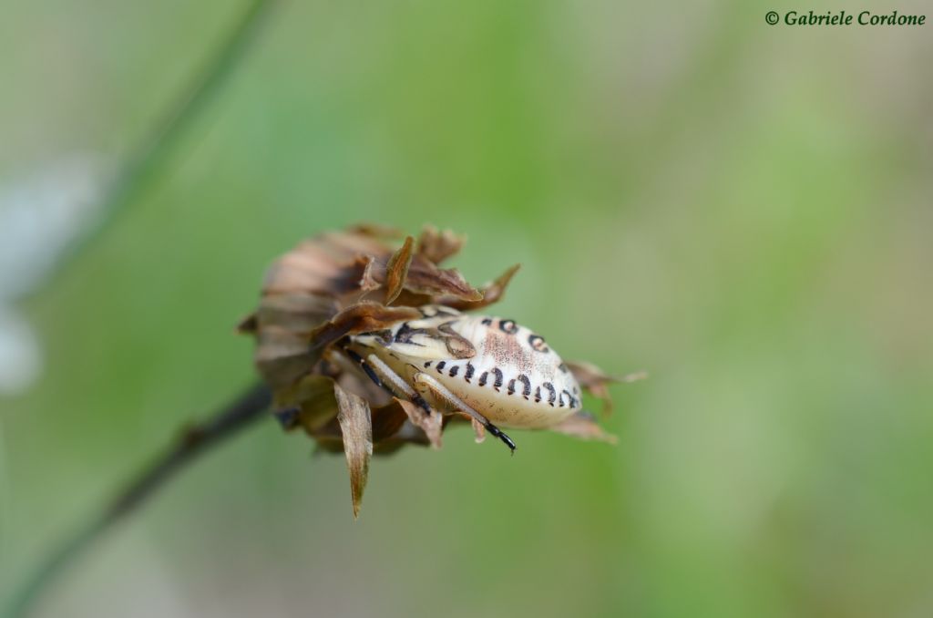 ninfa di Carpocoris sp. (Pentatomidae)
